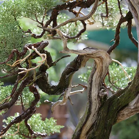 Ξενοδοχείο με διαμερίσματα Quinta Eirinhas-jardim De Bonsai