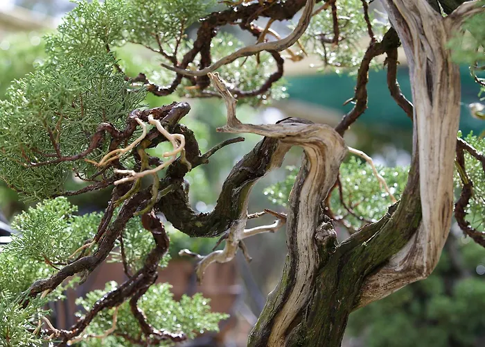 Aparthotel Quinta Eirinhas-jardim De Bonsai